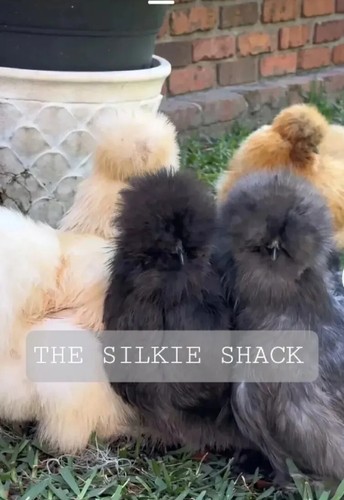 Silkie chicken hatching - chicken, eggs