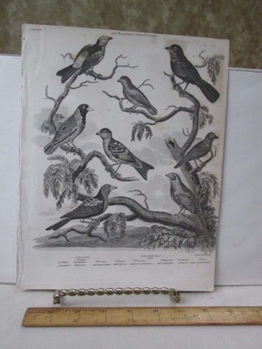 Vintage print tanager 19th - vintage, print,tanager,19th