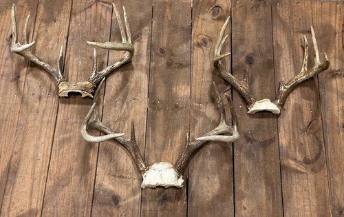 Lot authentic white tail - white,