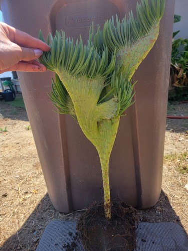 Huge crested senecio vitalis - huge,