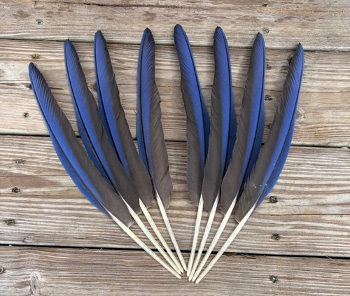 Blue black hybrid - blue,