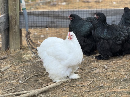 White large fowl cochin - large,