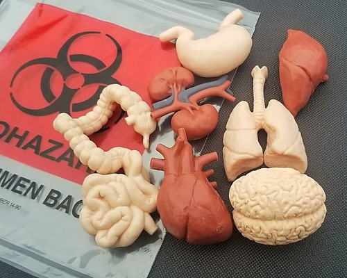 Human organ set with real - human,