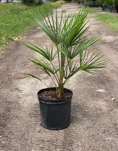 Trachycarpus fortunei palm - trachycarpus,