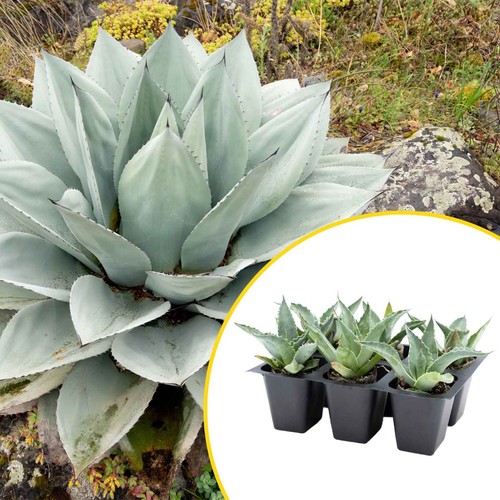 Whale tongue agave - 2, whale's