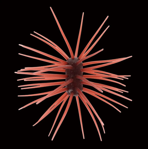 Duckett yen ashi urchin - ashi,