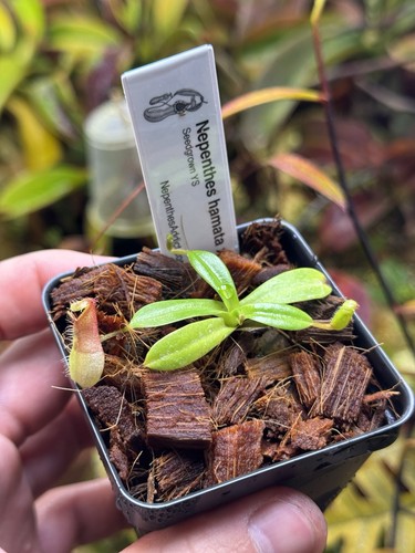 Nepenthes hamata harryana - hamata,