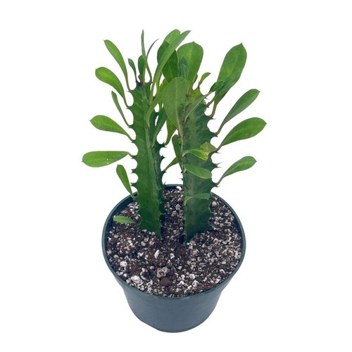 Original african milk tree - african,