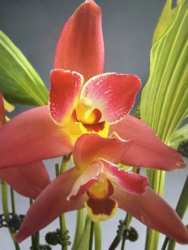 Orchid plants lycaste red - plants,