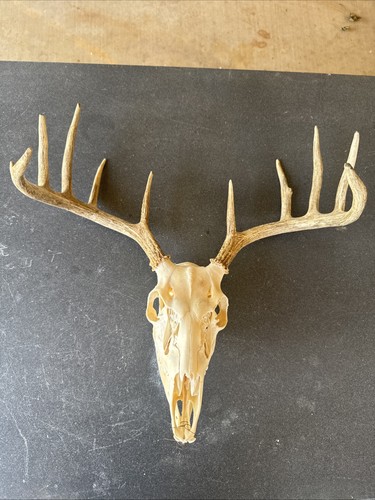 Whitetail deer european mount - whitetail,