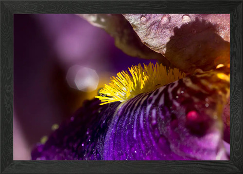 Artistic purple iris framed - iris,