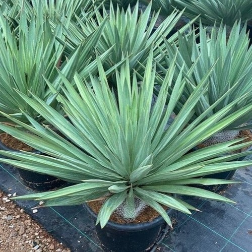 Yucca gloriosa green - gloriosa,