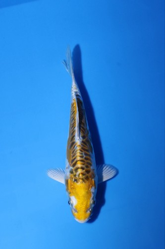 Qty quality lemon hariwake - quality,