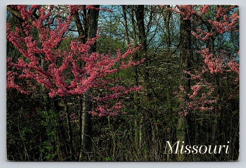 Missouri ozarks red bud - missouri,