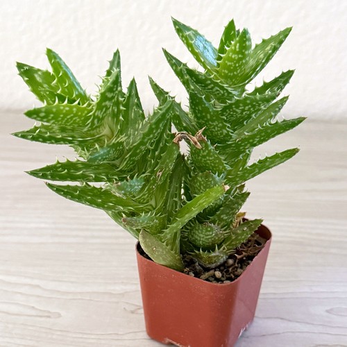 Succulent live plant - succulent,