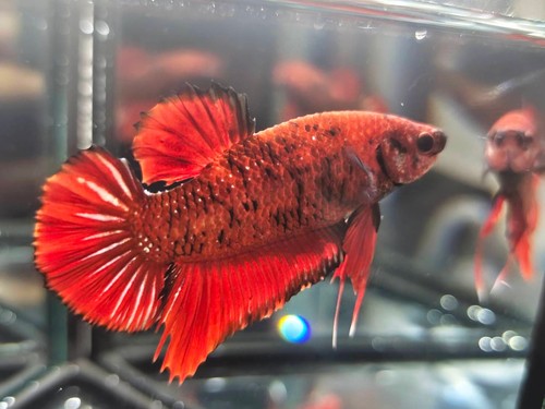 Live betta fish giant - giant, red