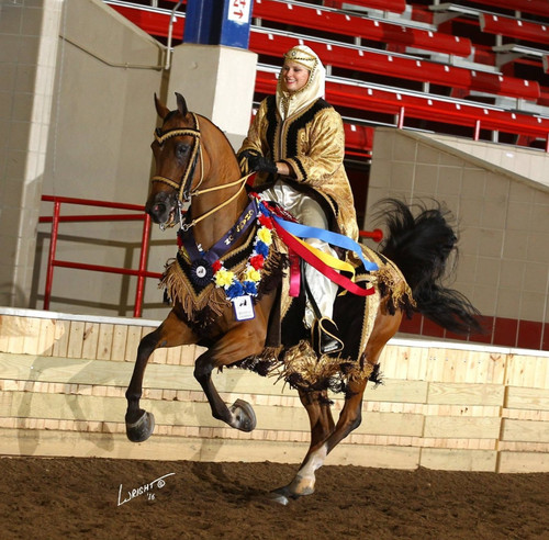 Arabian mounted native costume - mounted,