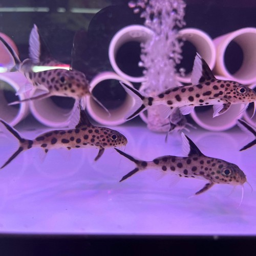 Cuckoo catfish top quality usa - cuckoo, quality-usa