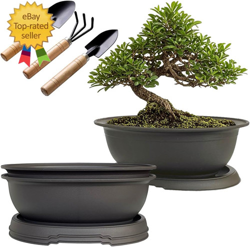 Pack oval bonsai pot - pack, with