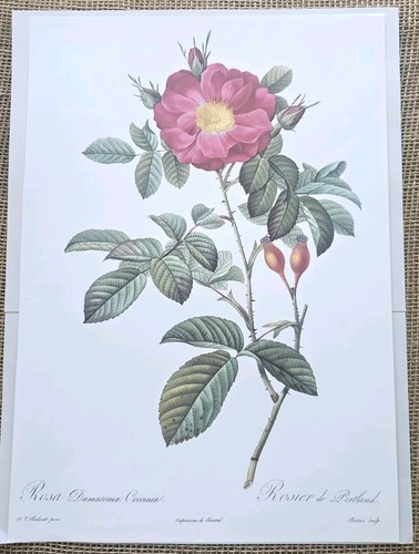 X14 j redoute flower - p,
