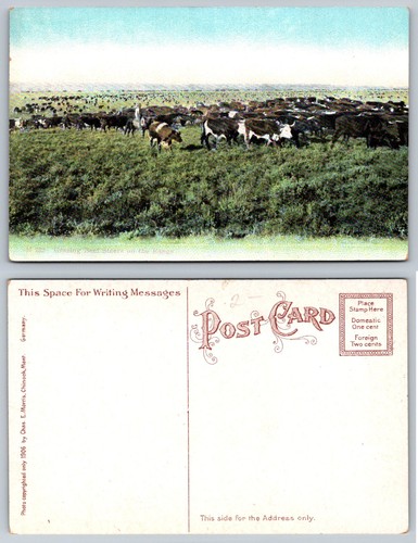 1906 chinook montana - chinook, grazing
