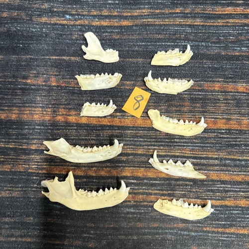 Real raccoon jaws - real, knife