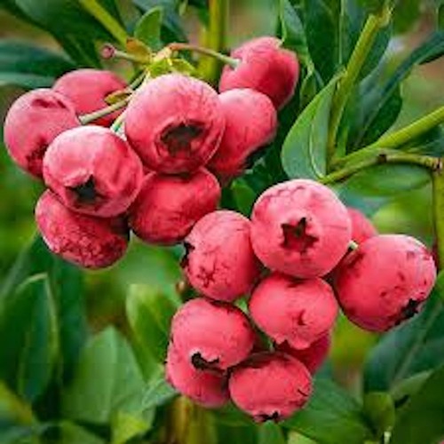 Blueberry pink lemonade - 1,
