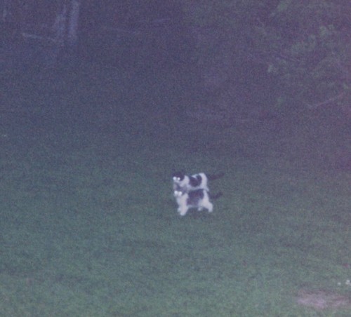 Pet dog terrier - mix, lawn