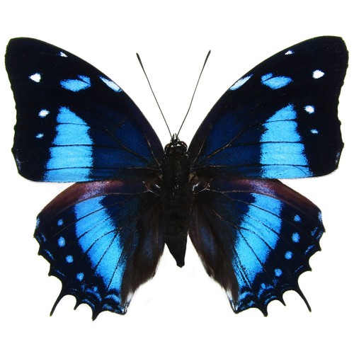 Baeotus one real - baeotus,