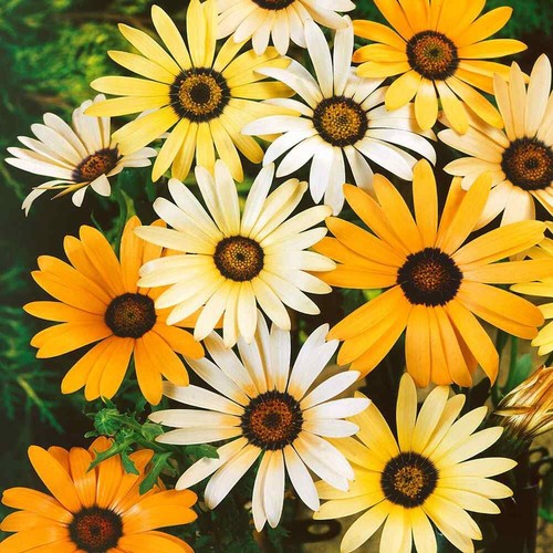 100 african daisy mix - daisy, seeds
