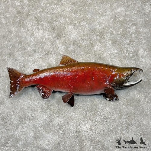 29875 5 spawning coho - e,