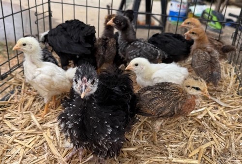 Fertile hatching chicken - fertile,