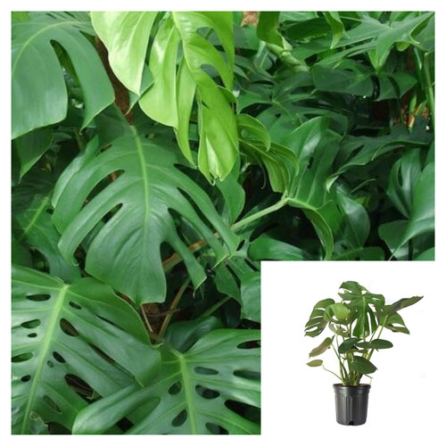 Philodendron split leaf - split,
