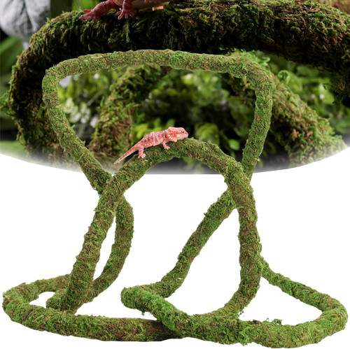 Moss vine for - for, reptiles