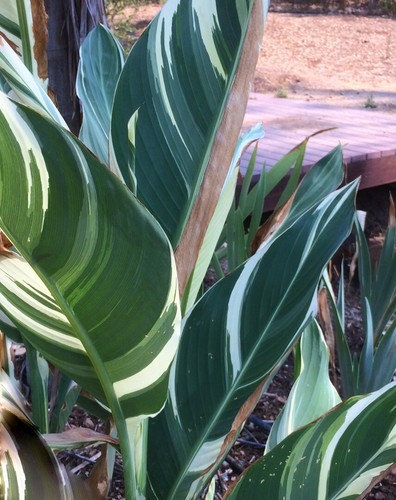 Canna lily rhizome - lily, (1)