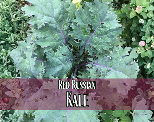 900 kale seeds red - kale,