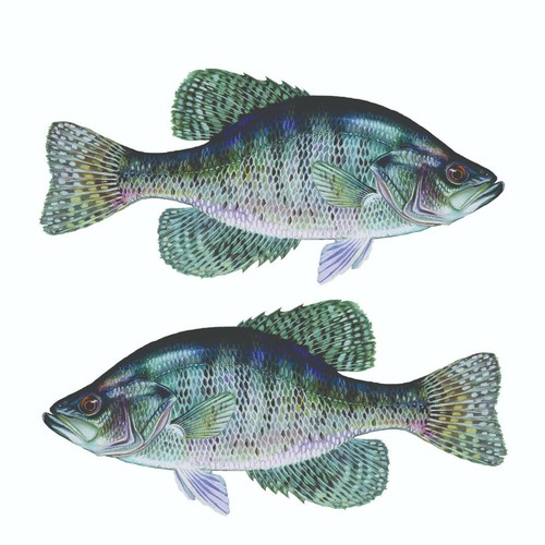White crappie sticker decal - crappie, sticker,