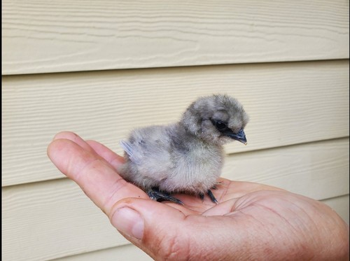 Very rare lavender silkie - lavender, silkie-