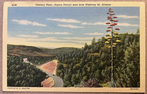Arizona century plant agave - arizona,
