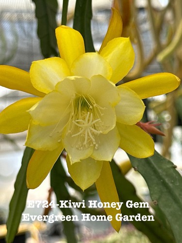 Rooted epiphyllum orchid - rooted,