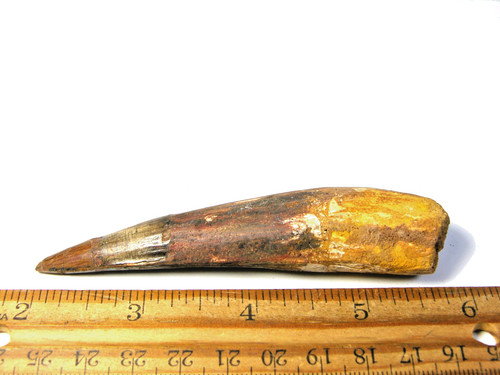 Dinosaur fossil tooth