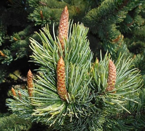 Bristlecone pine tree - bristlecone,
