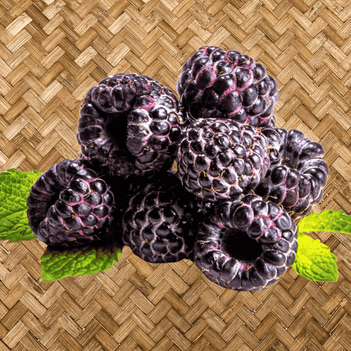 Jewel black raspberry plants - jewel,