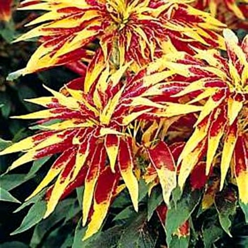 Amaranthus seeds perfecta - amaranthus, seeds,