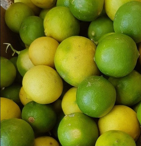Citrus aurantifolia limón - aurantifolia,