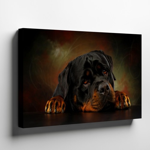 Rottweiler dog canvas wall - canvas,