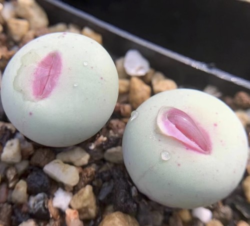 5pcs 2cm succulent - 1.2cm,