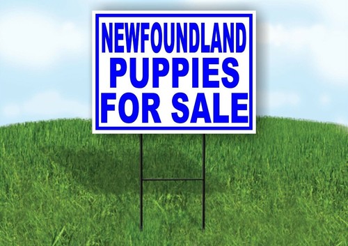 Newfoundland puppies for sale - for,