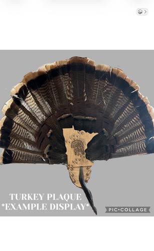 Minnesota turkey fan - minnesota,