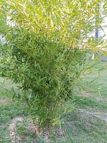 Moso live bamboo - live, root